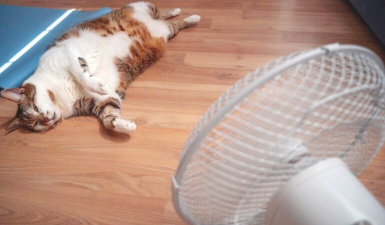 kedi