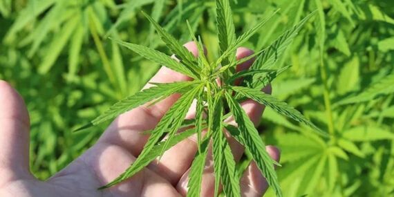 TBMM’den tıbbi kenevir kararı: Eczanelerde satılabilecek