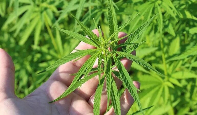 TBMM’den tıbbi kenevir kararı: Eczanelerde satılabilecek