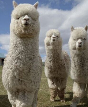lama