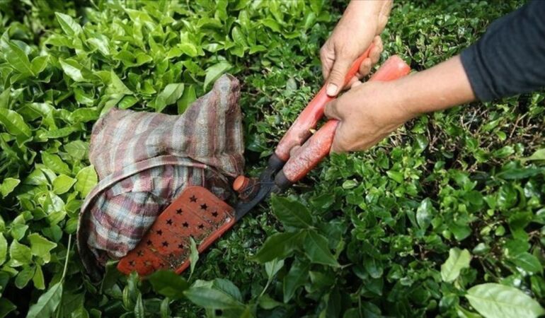 Türk çayı Avrupa’nın gözdesi oldu: 104 ülkeye ihracat