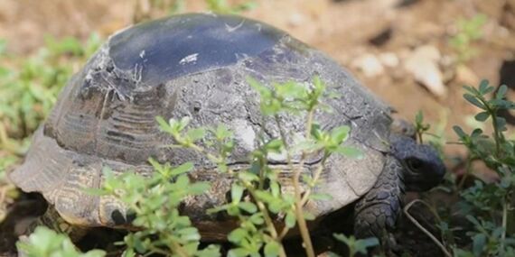 Ahşap ustası, kaplumbağanın kırık kabuğuna deva oldu!