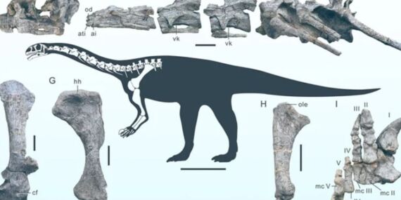 Yeni bir dinozor türüne ait fosil Çin’de ortaya çıktı!