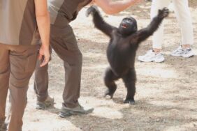İstanbul - Yavru goril 'Zeytin' Nijerya yolcusu
