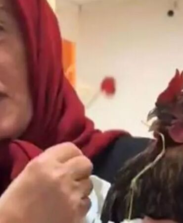 Tavuğa röntgen talebi