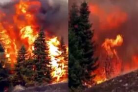 arıları sakinleştirmek isterken 80 hektar ormanı yaktı