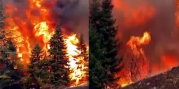 Arılar sakinleşsin derken 80 hektar ormanı yaktı!