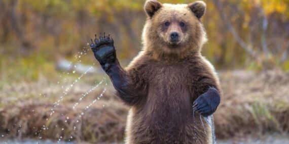 Köylüler ayıyı köye indiğine pişman etti!