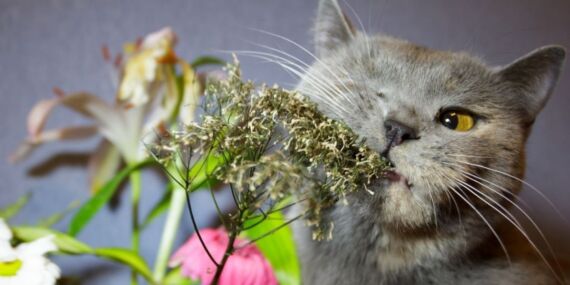 Evinde kedi besleyenler dikkat: O bitkiden uzak durun!