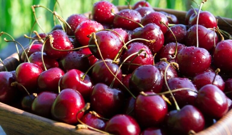 Tokat’ta aşırı yağışlar kirazı vurdu