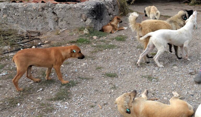İstanbul Valiliği’nden belediyelere ‘sokak köpeği’ talimatı!