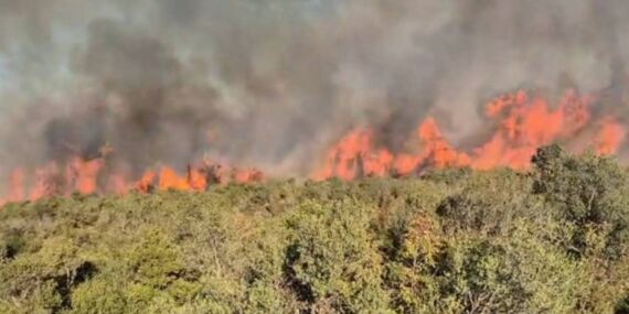 Eskişehir’deki orman yangınıyla ilgili TTB raporu: ‘Yangınlar sadece iklim kriziyle açıklanamaz’