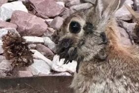 zombi tavşan paniği2