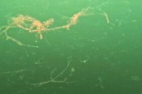 Müsilaj kabusu yeniden başladı Dalgıçlar Sivriada’da tespit etti