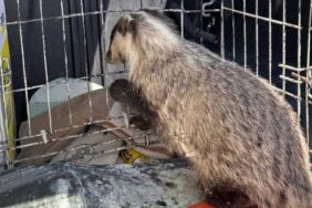 Psikolojisi bozulan porsuk koruma altına alındı