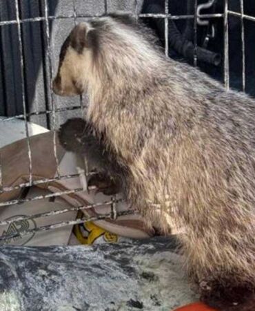 Psikolojisi bozulan porsuk koruma altına alındı