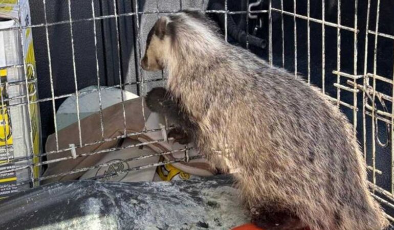 Psikolojisi bozulan porsuk koruma altına alındı
