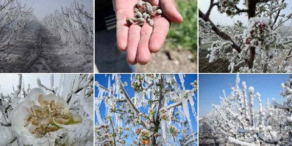 5 il için zirai don alarmı! Çiftçiler tedbirli olsun