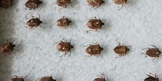 Tarım Bakanlığı’ndan tepki çeken kampanya: Böcek toplayan çocuklara bisiklet verilecek!