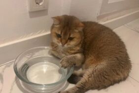 Veterinerden özel tedavi Obsesif kompülsif bozukluğu olan kediye ilaç desteği