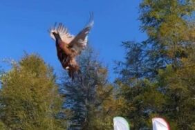 bartın’da kokarca istilasına karşı 250 sülün doğaya salındı