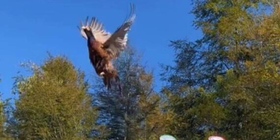 Bartın’da kokarca istilasına karşı 250 sülün doğaya salındı!