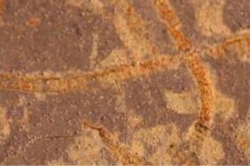 3,3 milyar yıllık kayalarda kadim yaşamın izleri bulundu!