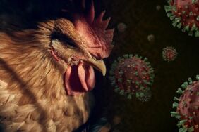 ABD’de ilk H5N5 vakası ölümle sonuçlandı