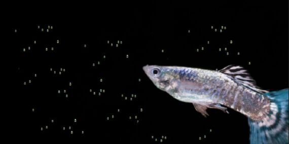 Cilt estetiğinde sıra dışı yöntem: Balık spermi enjekte ediliyor!