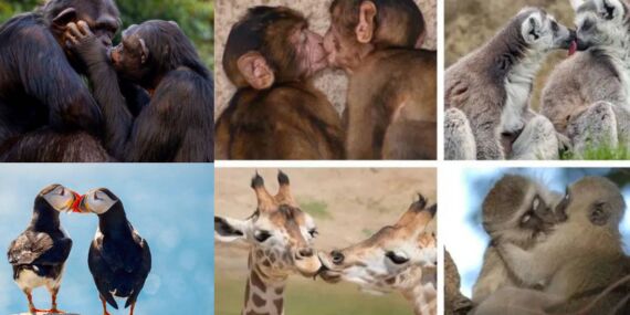 Öpüşme sadece insanlara özgü değil: Bilim insanları kökenini açıkladı!