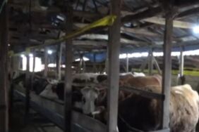 Şap hastalığı Şile’yi vurdu 3 köy kapatıldı, 18 mahalle gözetim altında