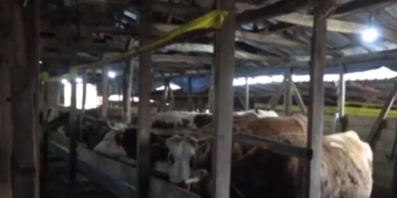 Şap hastalığı Şile’yi vurdu: 3 köy kapatıldı, 18 mahalle gözetim altında