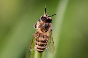 Bilim açıkladı Kemik kalıntılarına yuva yapıyorlarmış!