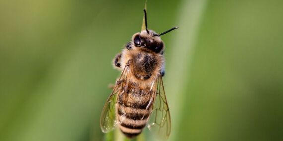 Bilim açıkladı: Kemik kalıntılarına yuva yapıyorlarmış!