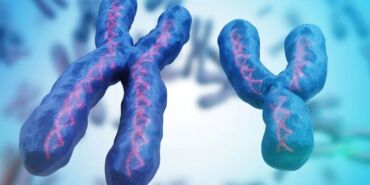 Cinsiyet belirleme sistemi tehlikede mi Y kromozomunun geleceği tartışma yaratıyor