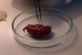 Türkiye kıyılarında ilk kez görüldü 2 santimetrelik yabancı yengeç İskenderun Körfezi’nde tespit edildi