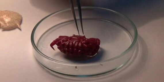 Türkiye kıyılarında ilk kez görüldü: 2 santimetrelik yabancı yengeç İskenderun Körfezi’nde tespit edildi!