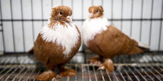 Güvercine haciz uygulandı: CHP’li isimden tepki geldi!