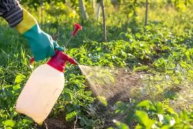 B-Reçete Bitkiye ilaç artık reçeteyle alınacak