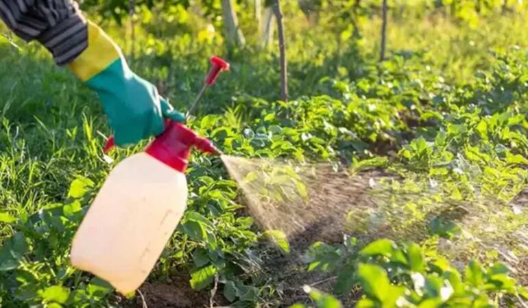 B-Reçete Bitkiye ilaç artık reçeteyle alınacak