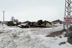 Bitlis'te bir köyde kuduz tespit edildi!