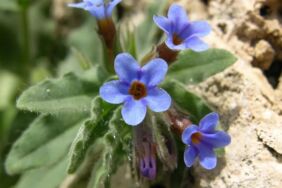 Biyokaçakçılığa karşı sıkı önlem Cezası milyonları buluyor