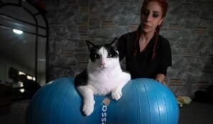 12 kiloya çıkan kedi boncuk, diyet ve pilatesle zayıflıyor