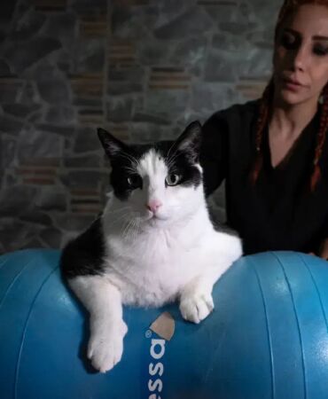 12 kiloya çıkan kedi boncuk, diyet ve pilatesle zayıflıyor