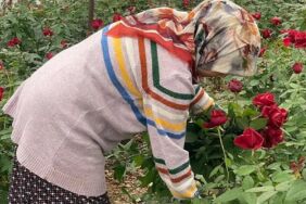 14 Şubat’ta gül krizi Üreticiye de esnafa da 'bayram' olmadı!