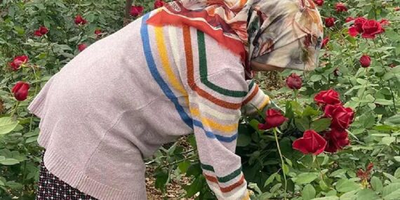 14 Şubat’ta gül krizi: Üreticiye de esnafa da ‘bayram’ olmadı!