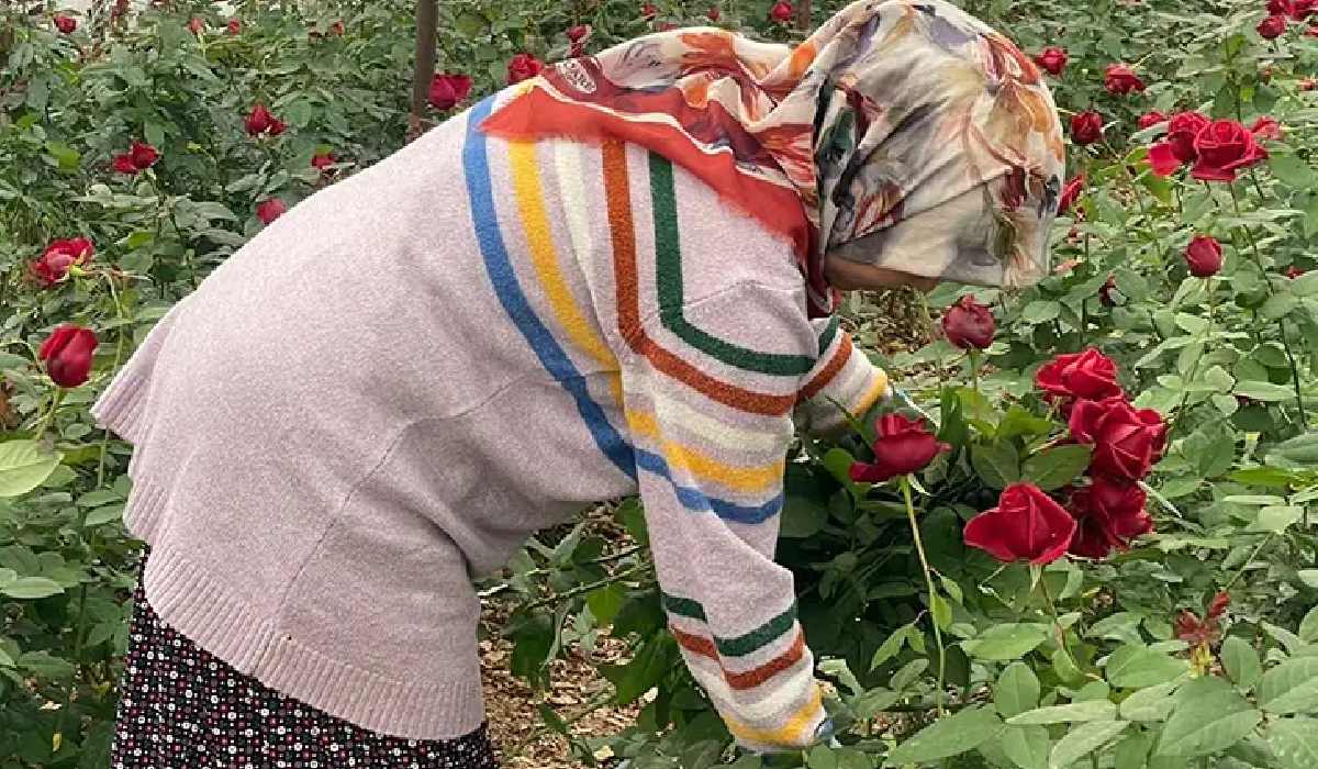 14 Şubat’ta gül krizi Üreticiye de esnafa da 'bayram' olmadı!