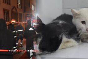 2 katlı evde çıkan yangında 26 kedi hayatını kaybetti!