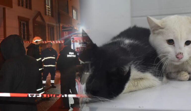 2 katlı evde çıkan yangında 26 kedi hayatını kaybetti!