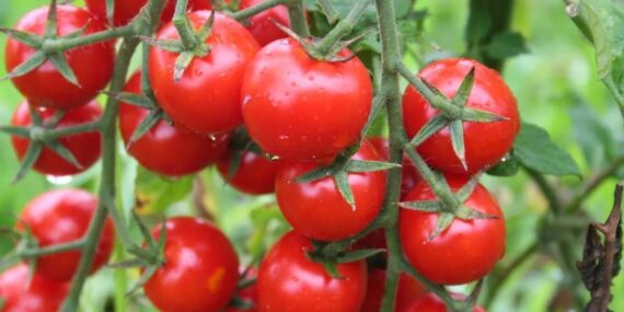 Bilim insanlarından ‘patlamış mısır kokulu’ domates